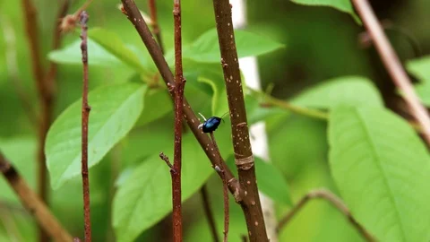 Blue mint Beetle trying to climb on branch Stock Footage 89615976