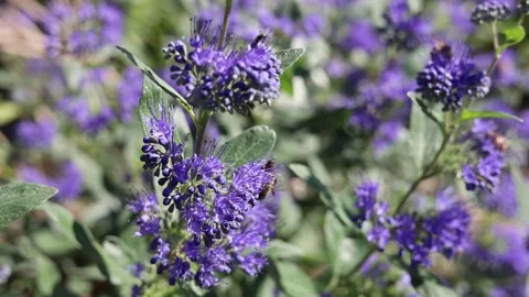 Blue Mist Shrub Caryopteris x clandonensis plants in bloom, video Stock Footage 249929708