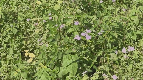 Blue Mistflower Blooming in Wild Patch Stock Footage 324793495