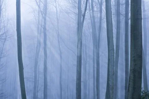 Blue misty forest Stock Photos