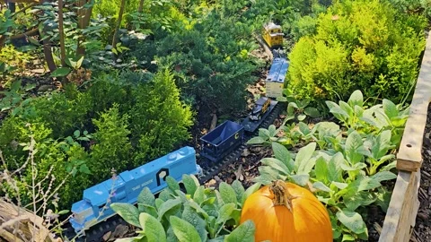 Blue model train travels through vegetation passing pumpkin Video stock 287804466