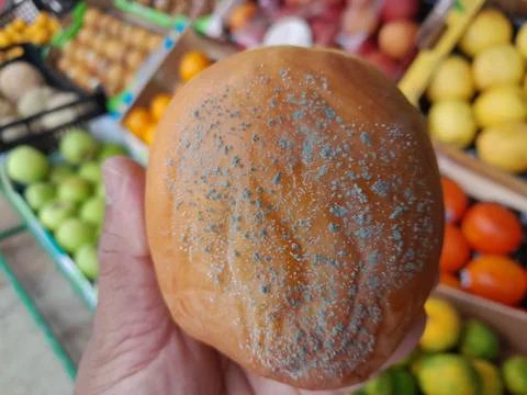 Blue mold affected apple fruit on a hand 스톡 사진