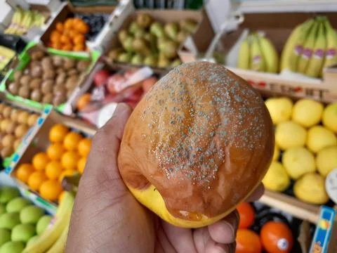 Blue mold affected apple fruit on a hand Stock Photos