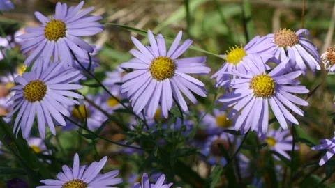 Blue Mongolian daisy on a summer day. Video stock 284047592