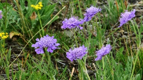 Blue Mongolian flowers shake slightly in the wind on a  summer day. Stock Footage 90840964