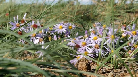 Blue Mongolian flowers sway in the strong wind. Stock Footage 285183553