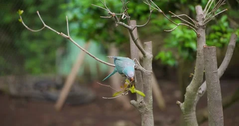 Blue monk parakeet chewing green leaf at Jeju Hwajoowon park Видео 339739662