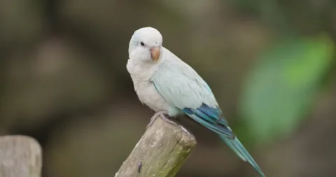 Blue Monk Parakeet Looking Around and Flying Away in Slow Motion at Jeju Bird Видео 339738127