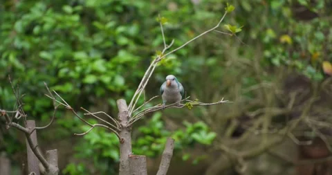 Blue Monk Parakeet Quaker Parrot Eating Leaves on Branch at Jeju Flower Bird Stockbeeldmateriaal 338414770