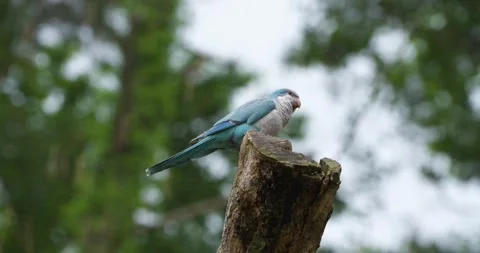 Blue Monk Parakeet Quaker Parrot Perched on Tree Stump at Jeju Flower Bird Park Stockbeeldmateriaal 338414838