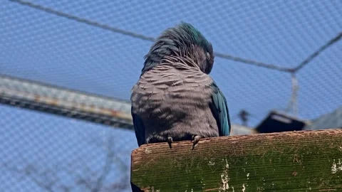 A blue monk parrot clean its feather in sunny day in the zoo Stock Footage 304431580