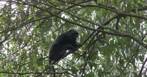 BLUE MONKEY 2 Stock Footage 256348511