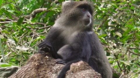 Blue Monkey in Arusha NP Stock Footage 100255262
