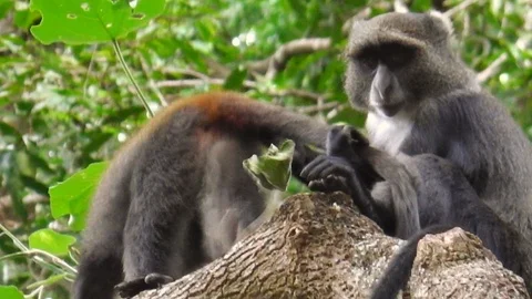 Blue Monkey in Arusha NP 스톡 동영상 100255455
