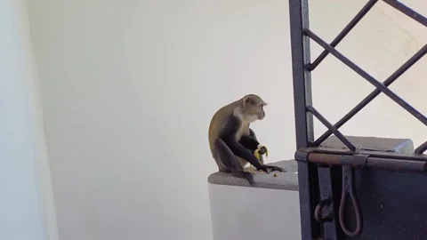 Blue Monkey Cercopithecus mitis Eating Banana on Veranda Diani Beach Kenya Stock Footage 282814738