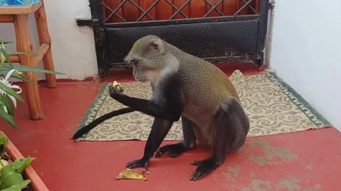 Blue Monkey Cercopithecus mitis Eating Banana Skin on Veranda Diani Beach Kenya Stock Footage 282814778