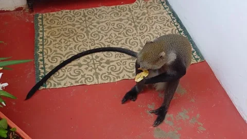 Blue Monkey Cercopithecus mitis Eating Banana Skin on Veranda Diani Beach Kenya Stock Footage 282814890