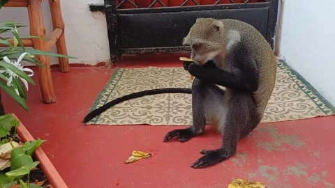 Blue Monkey Cercopithecus mitis Eating Banana Skin on Veranda Diani Beach Kenya Stock-Footage 282815180