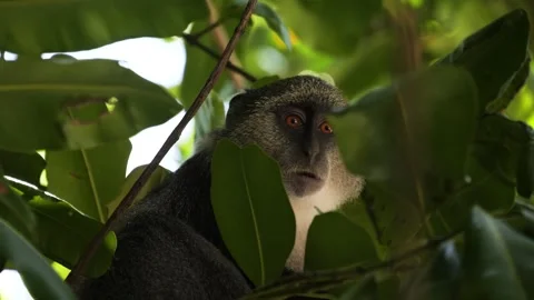 Blue Monkey (Cercopithecus mitis) Eating In Lush Green Jungle Canopy Stock-Footage 324637169