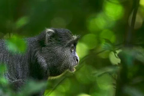 Blue monkey (cercopithecus mitis) in lake manyara national park, tanzania Stock Photos
