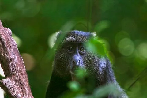 Blue monkey (cercopithecus mitis) in lake manyara national park, tanzania Stock Photos