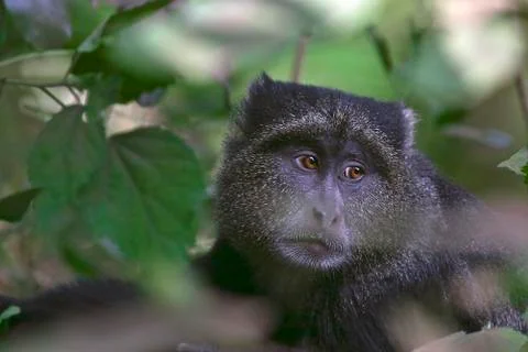 Blue monkey (cercopithecus mitis) in lake manyara national park, tanzania Stock Photos