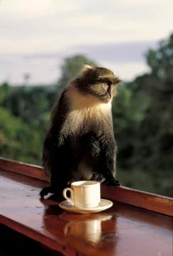 Blue monkey (cercopithecus mitis) - mount kenya - kenya Foto stock