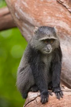 Blue monkey Cercopithecus mitis Stock Photos