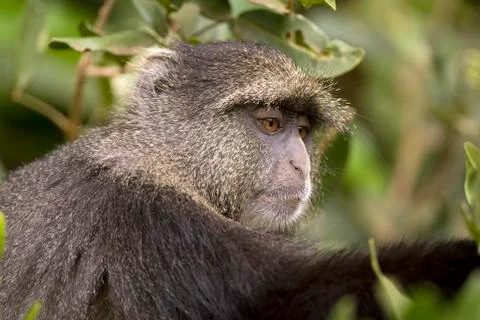 Blue monkey Cercopithecus mitis Stock Photos