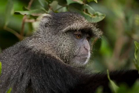 Blue monkey Cercopithecus mitis Stock Photos