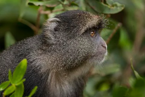 Blue monkey Cercopithecus mitis Stock Photos