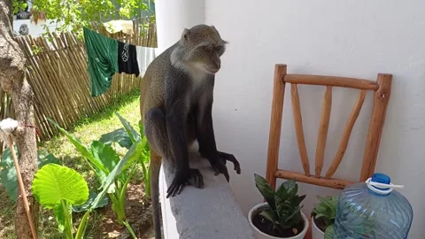 Blue Monkey Cercopithecus mitis Sitting Looking Around Veranda Diani Beach Kenya Stock-Footage 282814978