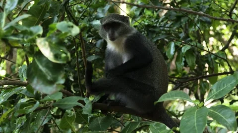 Blue Monkey (Cercopithecus mitis) on a tree branch Stock-Footage 324637215