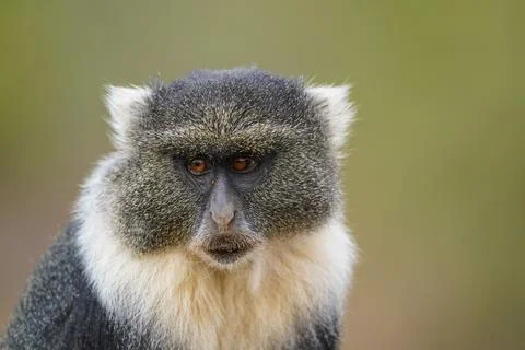 Blue Monkey: Close-Up of Sykes' Monkey (Cercopithecus mitis albogularis) Foto stock