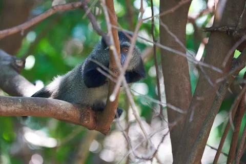 Blue monkey diademed monkey Cercopithecus mitis Portrait Species of Old World Stock Photos