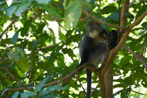 Blue monkey diademed monkey Cercopithecus mitis Portrait Species of Old World Stock Photos