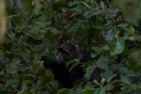 Blue monkey diademed monkey Cercopithecus mitis Portrait Species of Old World Stock Photos