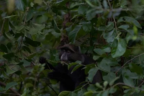 Blue monkey diademed monkey Cercopithecus mitis Portrait Species of Old World Stock Photos