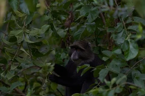 Blue monkey diademed monkey Cercopithecus mitis Portrait Species of Old World Stock Photos