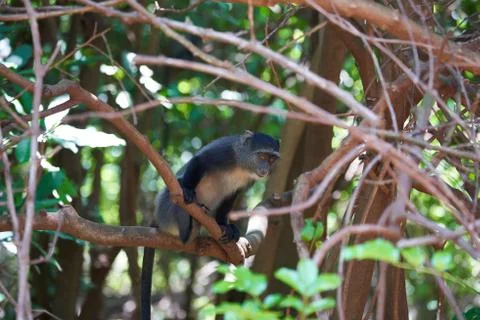 Blue monkey diademed monkey Cercopithecus mitis Portrait Species of Old World Stock Photos