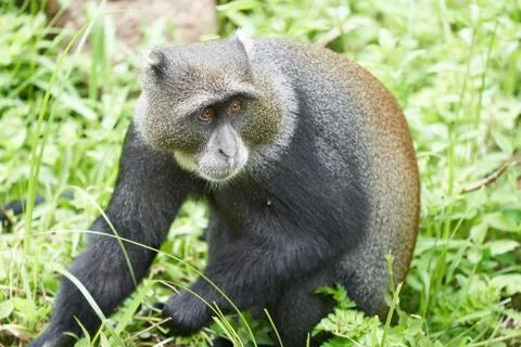 Blue monkey diademed monkey Cercopithecus mitis Portrait Species of Old World Stock Photos