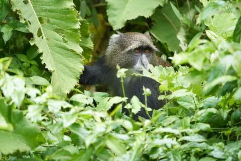Blue monkey diademed monkey Cercopithecus mitis Portrait Species of Old World Stock Photos