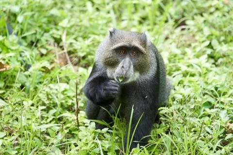 Blue monkey diademed monkey Cercopithecus mitis Portrait Species of Old World Stock Photos