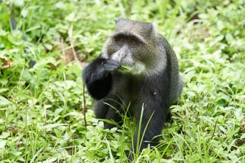 Blue monkey diademed monkey Cercopithecus mitis Portrait Species of Old World Stock Photos