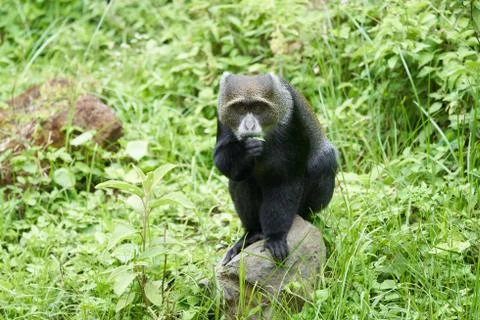 Blue monkey diademed monkey Cercopithecus mitis Portrait Species of Old World Stock Photos