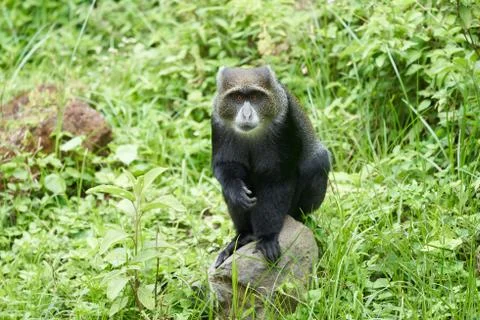 Blue monkey diademed monkey Cercopithecus mitis Portrait Species of Old World Stock Photos