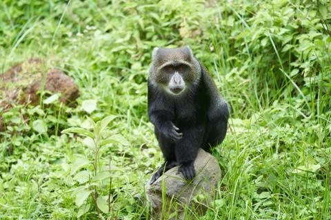 Blue monkey diademed monkey Cercopithecus mitis Portrait Species of Old World Stock Photos