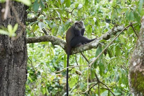 Blue monkey diademed monkey Cercopithecus mitis Portrait Species of Old World Stock Photos