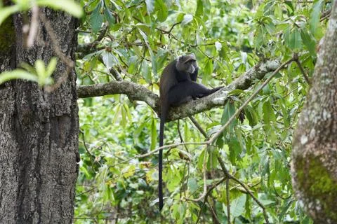 Blue monkey diademed monkey Cercopithecus mitis Portrait Species of Old World Stock Photos