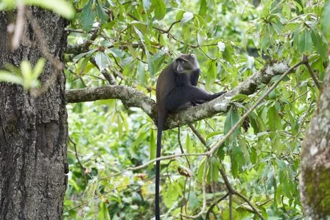 Blue monkey diademed monkey Cercopithecus mitis Portrait Species of Old World Stock Photos